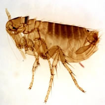 Insects & Pests
